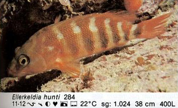 Ellerkeldia hunti